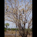 Hier hängen Schuhe im Baum